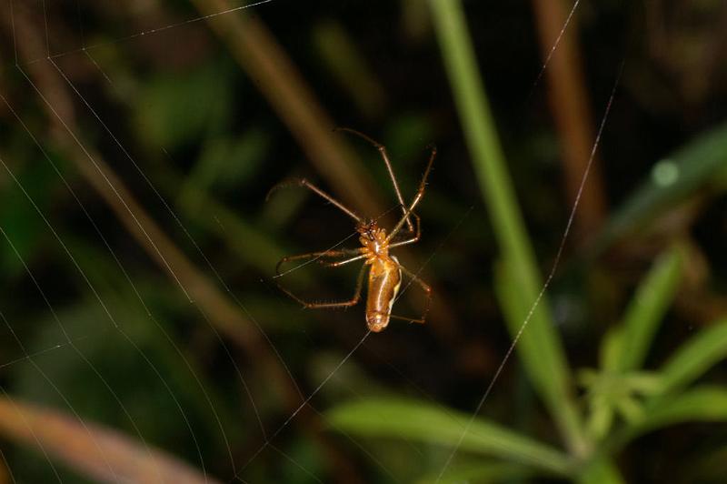 Tetragnatha_montana_D4866_Z_88_Les Gris_Frankrijk.jpg